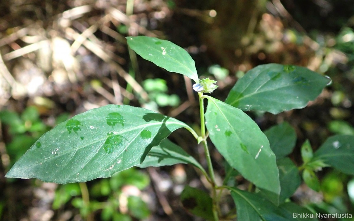 Rungia pectinata (L.) Nees